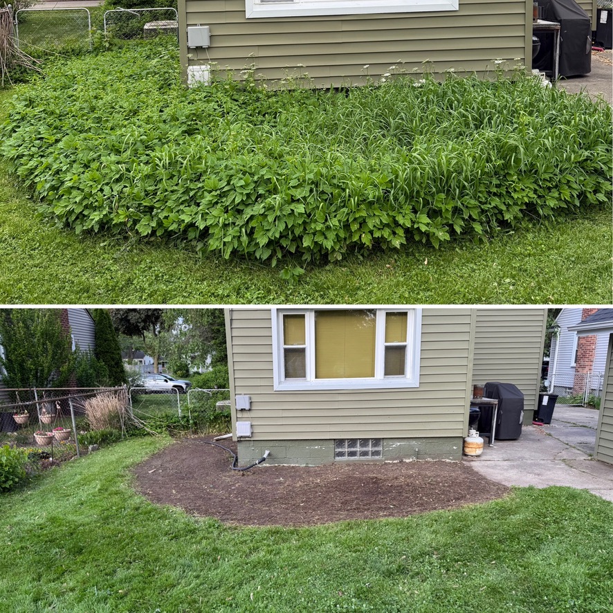 Side house weed removal and mulch