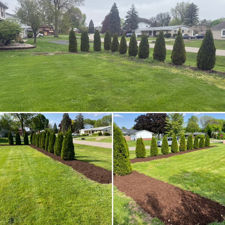 Arborvitae row mulch bed