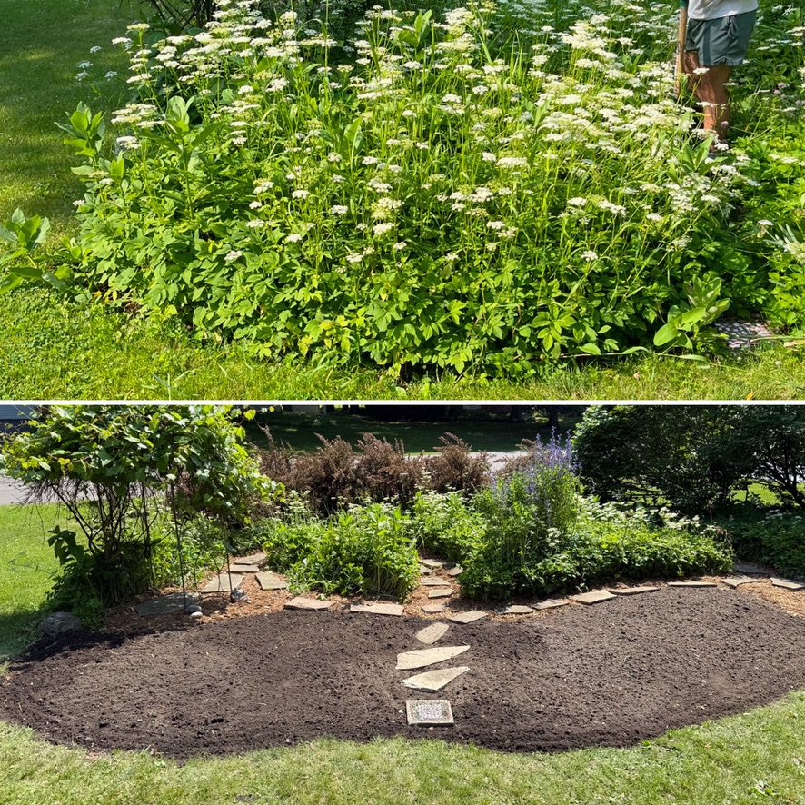 Overgrown bed cleared and redesigned with stepping stones