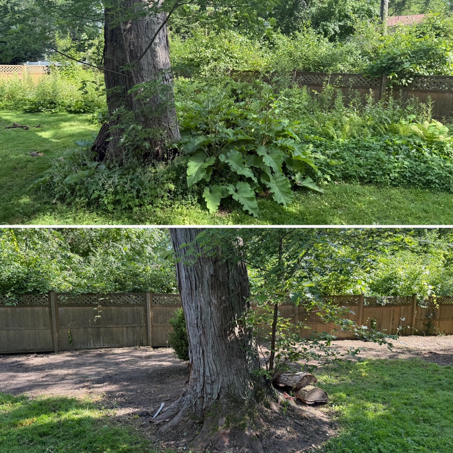 Large tree area weed removal