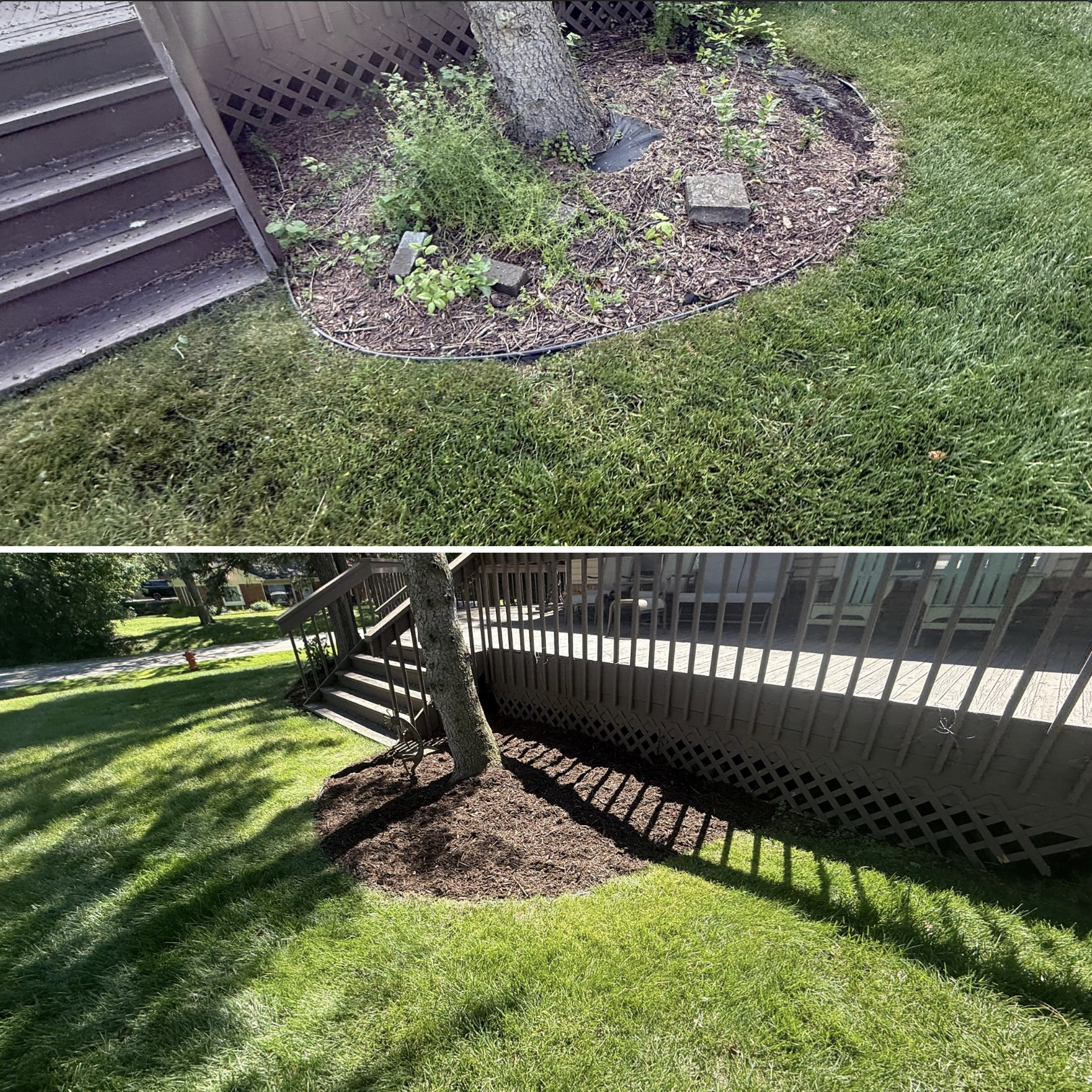 Deck tree bed cleanup and mulch