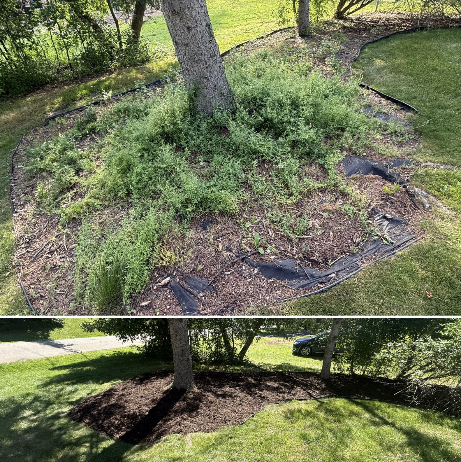 Tree bed weed removal and fresh mulch
